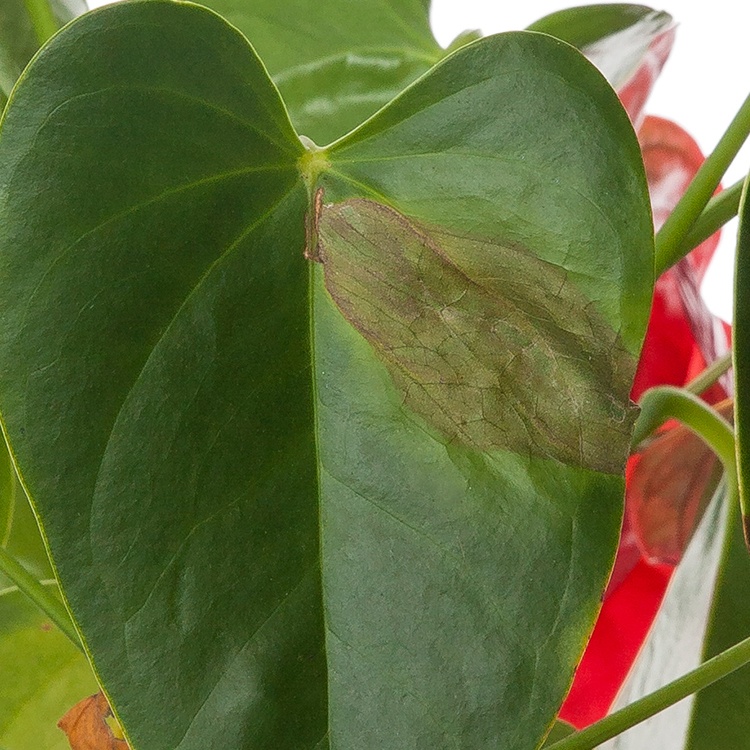 Brown Leaves on My Anthurium